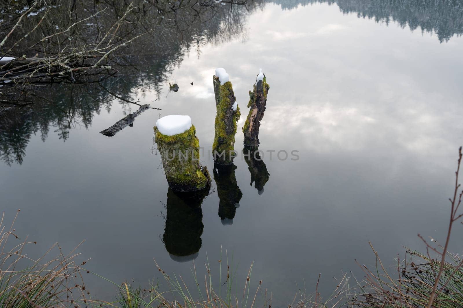 Some tree trunks in the water of a lake, covered with snow and with reflections in the water