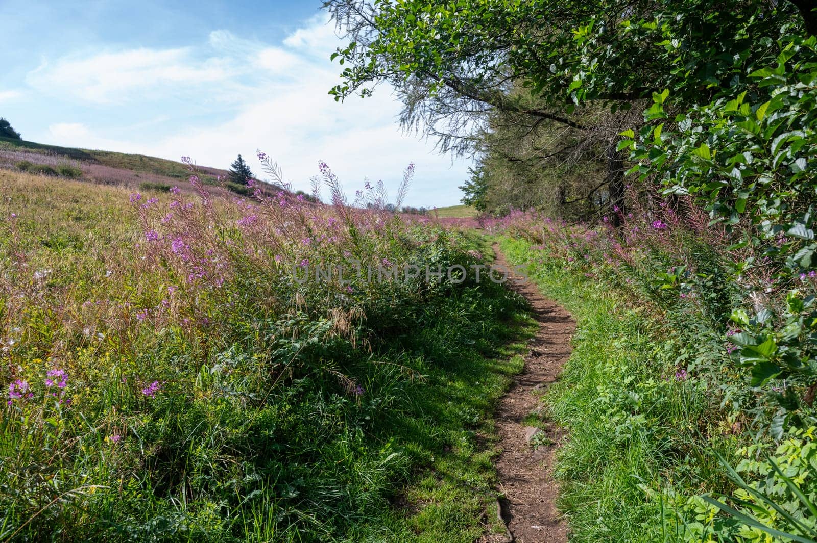 Blooming willowherb (Epilobium angustifolium) on a meadow, next to a footpath with trees and blue sky