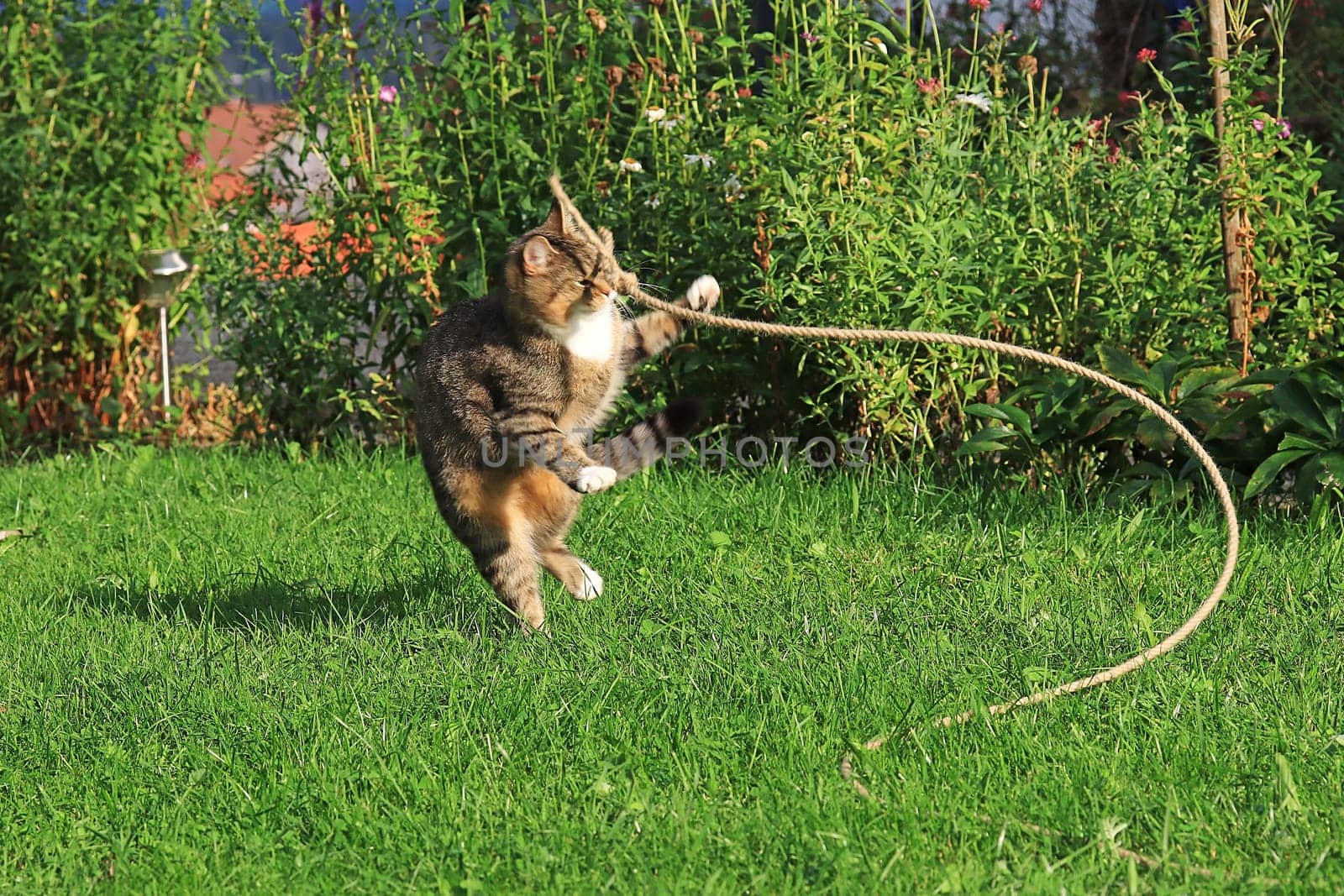 Funny photo of a little cat playing with a rope in the grass