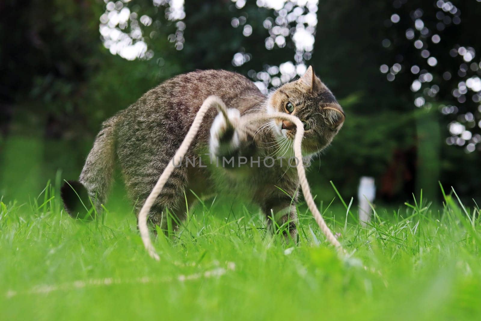 Funny photo of a little cat playing with a rope in the grass