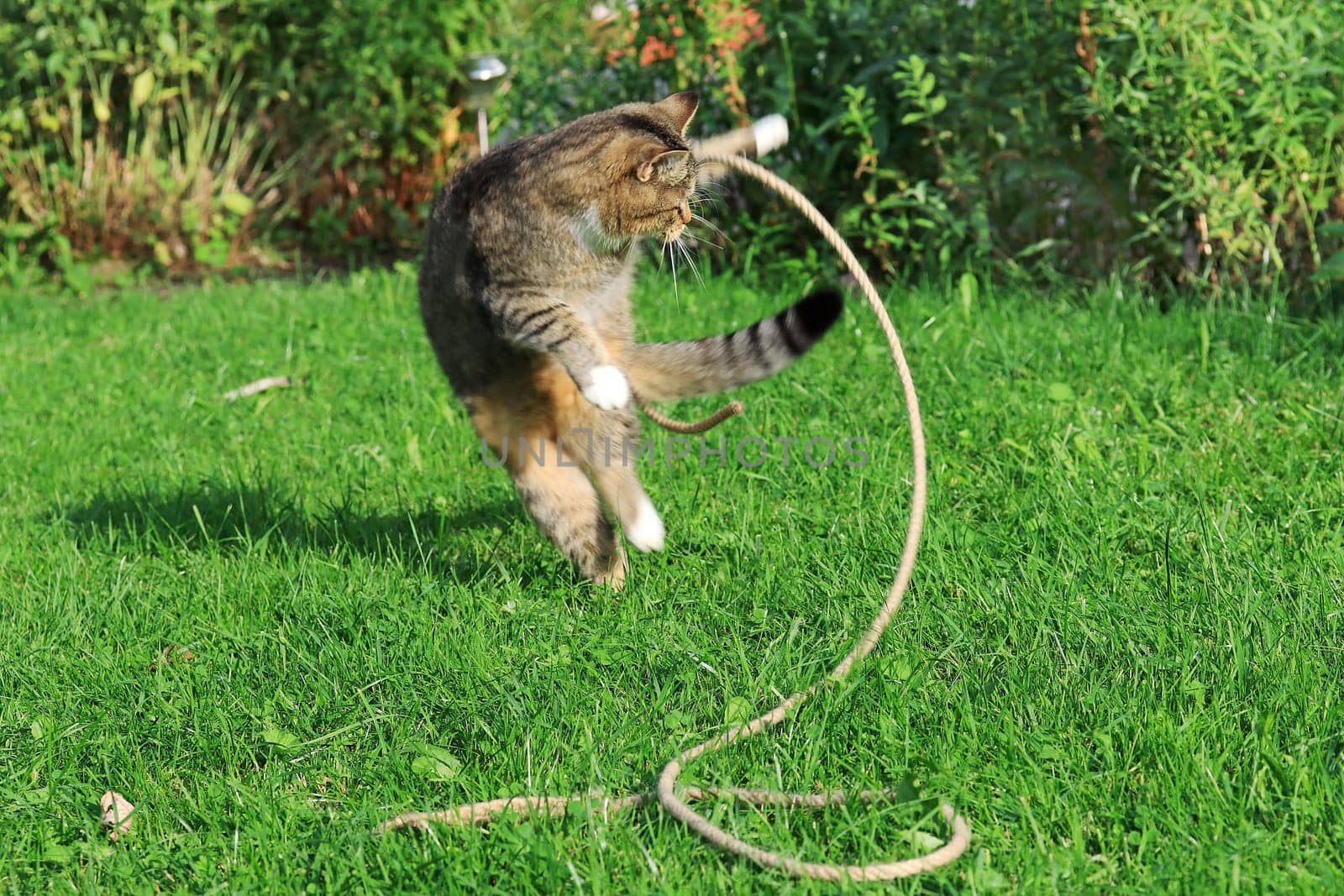 Funny photo of a little cat playing with a rope in the grass
