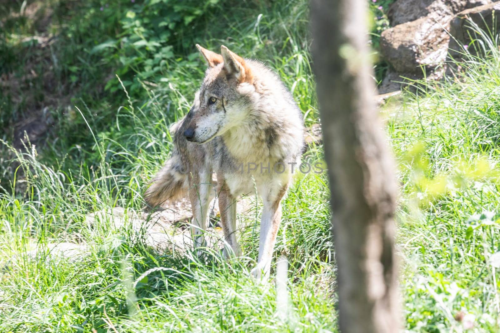 Wolf hunting in the forest, Italian Alps. Canis Lupus, free in the wild nature.