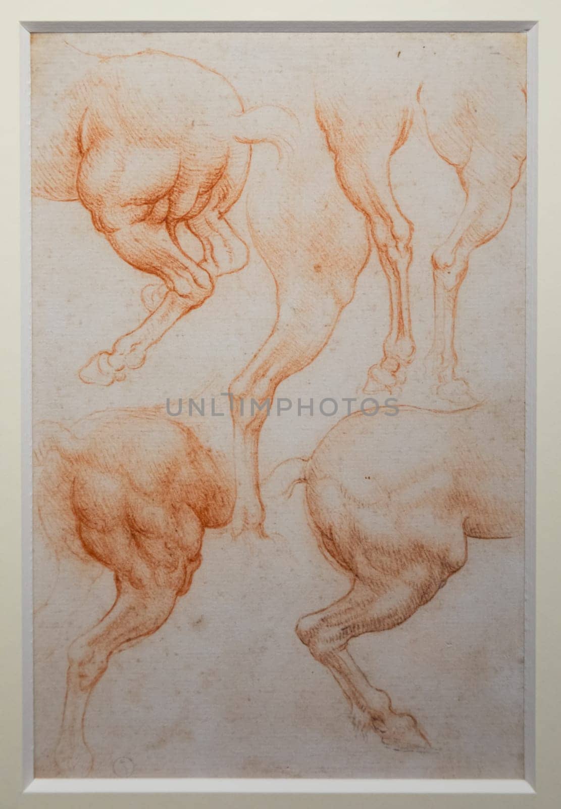 Turin, Italy - April, 2023: Leonardo da Vinci anatomical drawing on handmade cotton paper, about 1510 - Royal Library