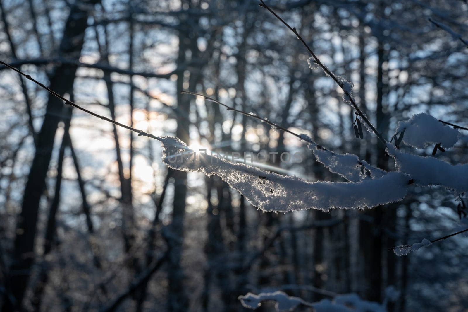 Small snow-covered branches in a forest in the evening light