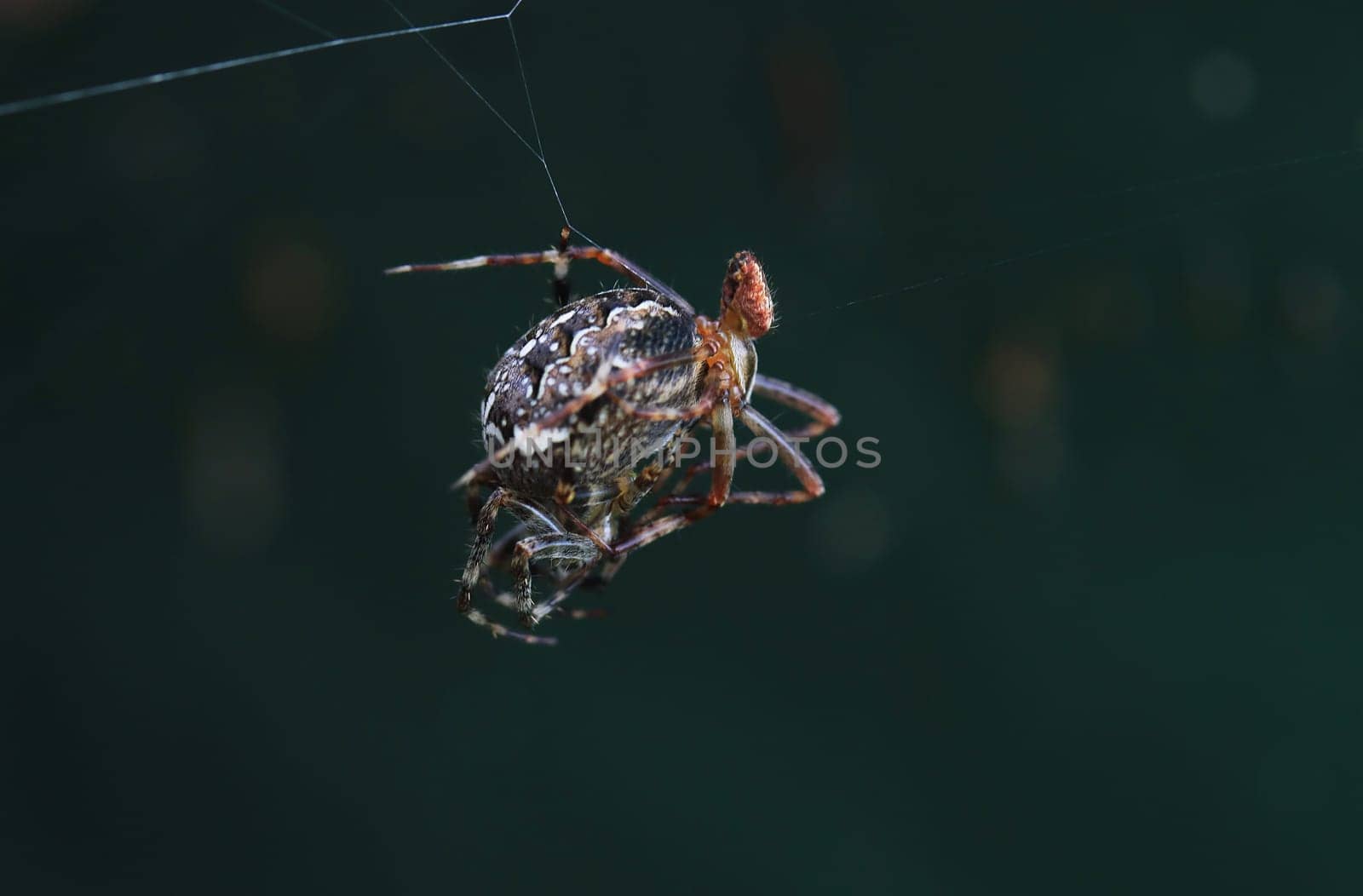 The mating of garden spiders. A male garden cross spider mates with a female