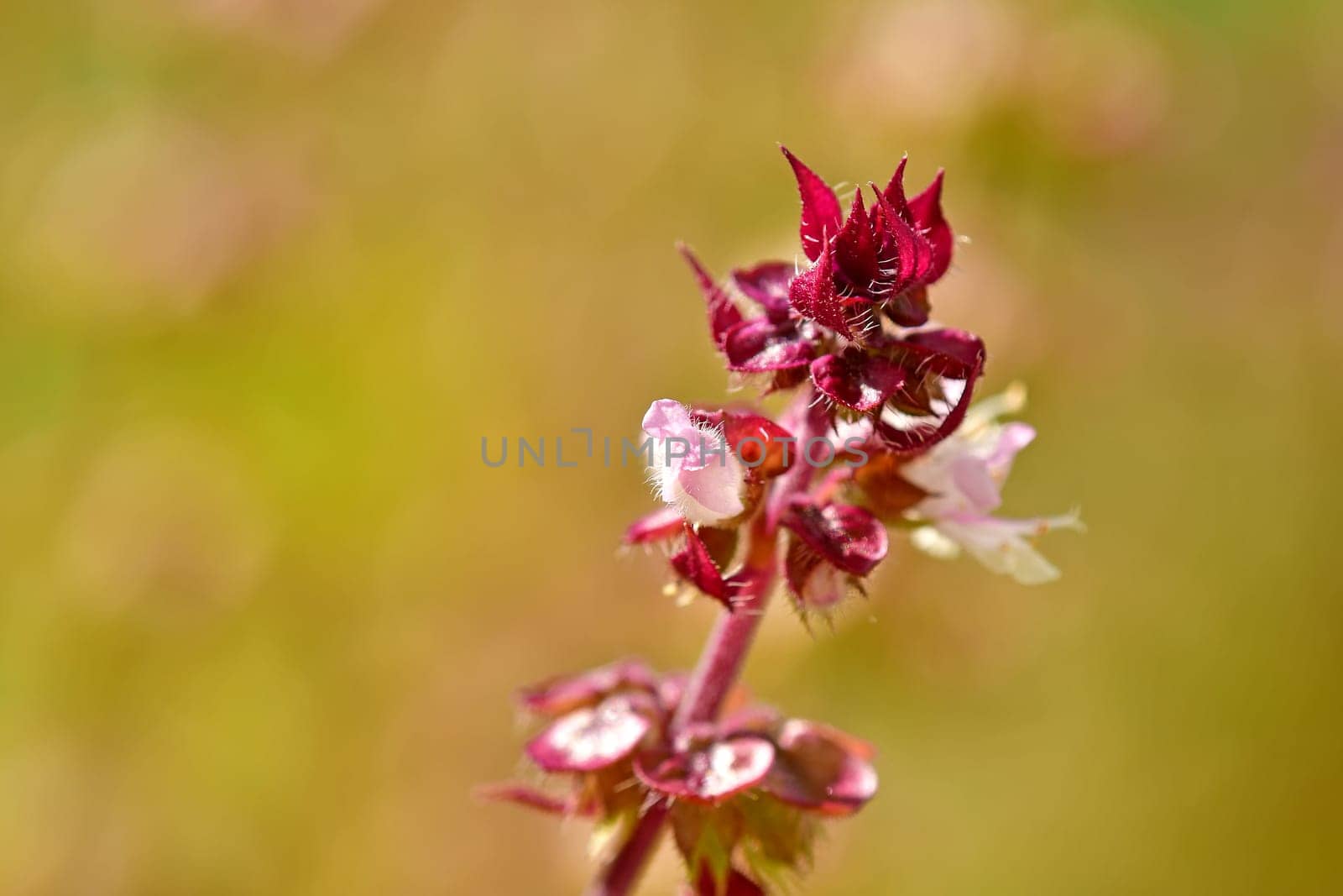 basil flower of African blue basil