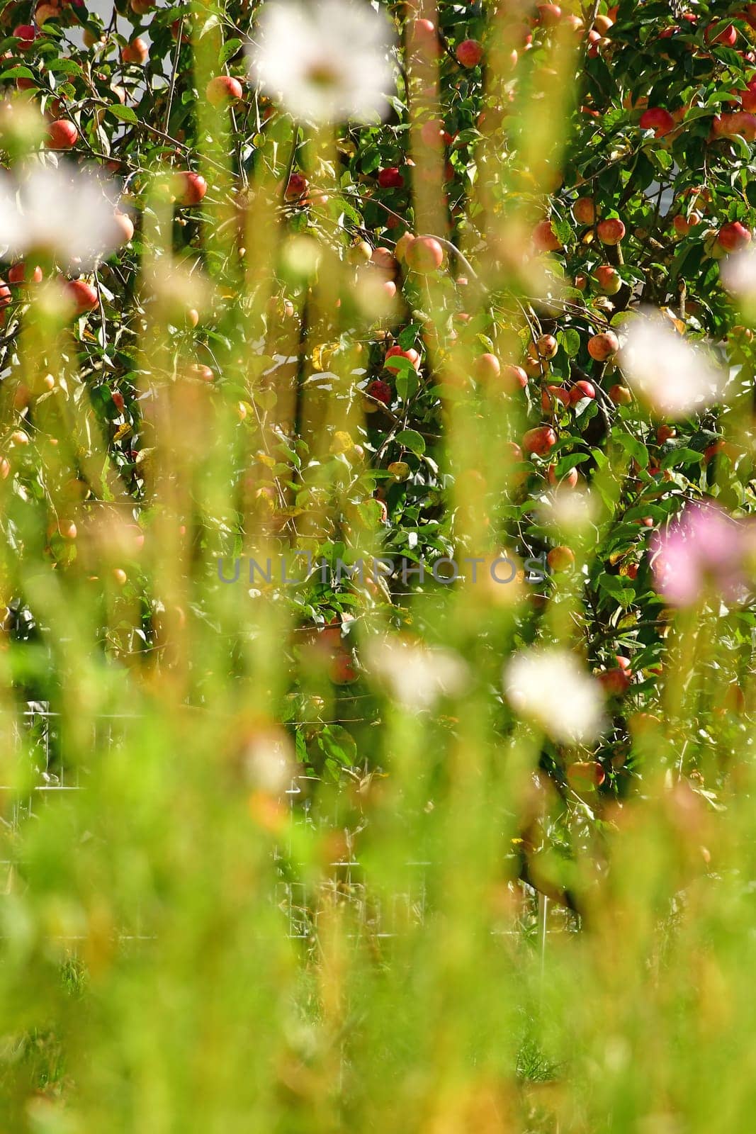 ripes apple on a tree, view through flowers