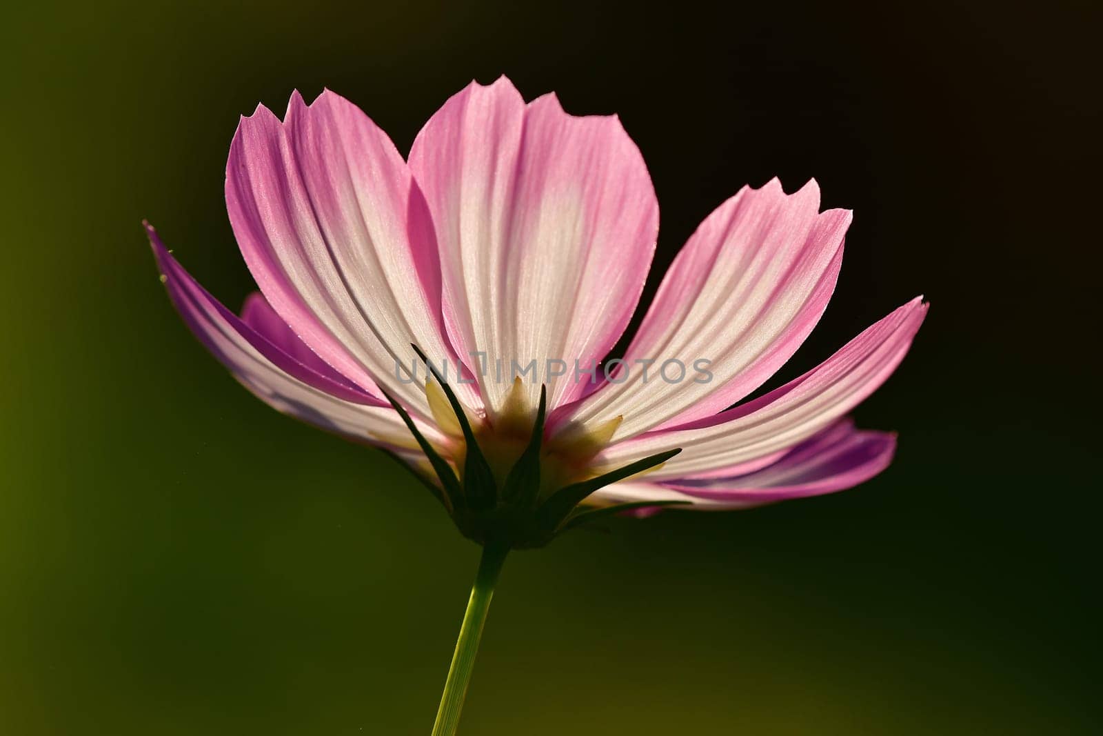 Cosmea, flower in backlit on a green, blurred background
