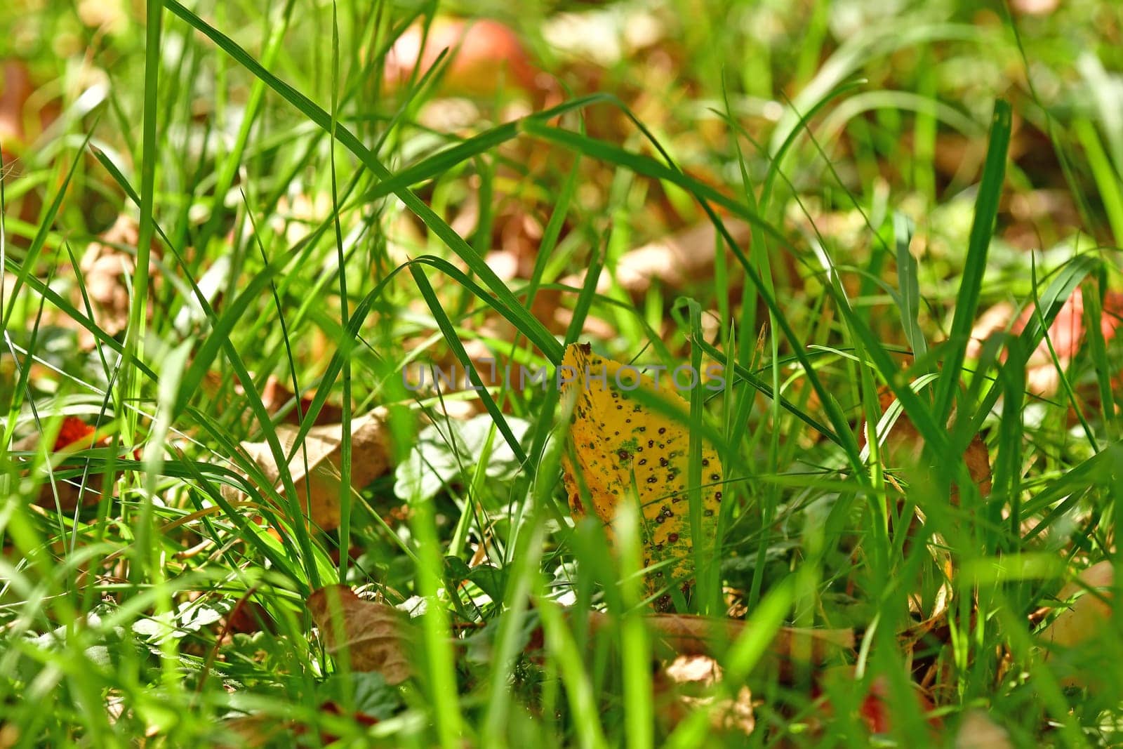 autumnal colored leaf hidden in a green meadow