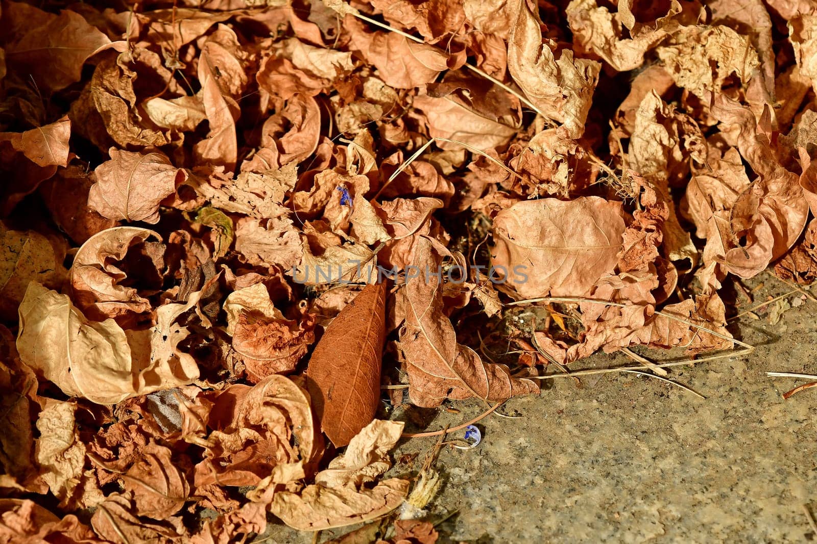 autumnal colored leaves on a way