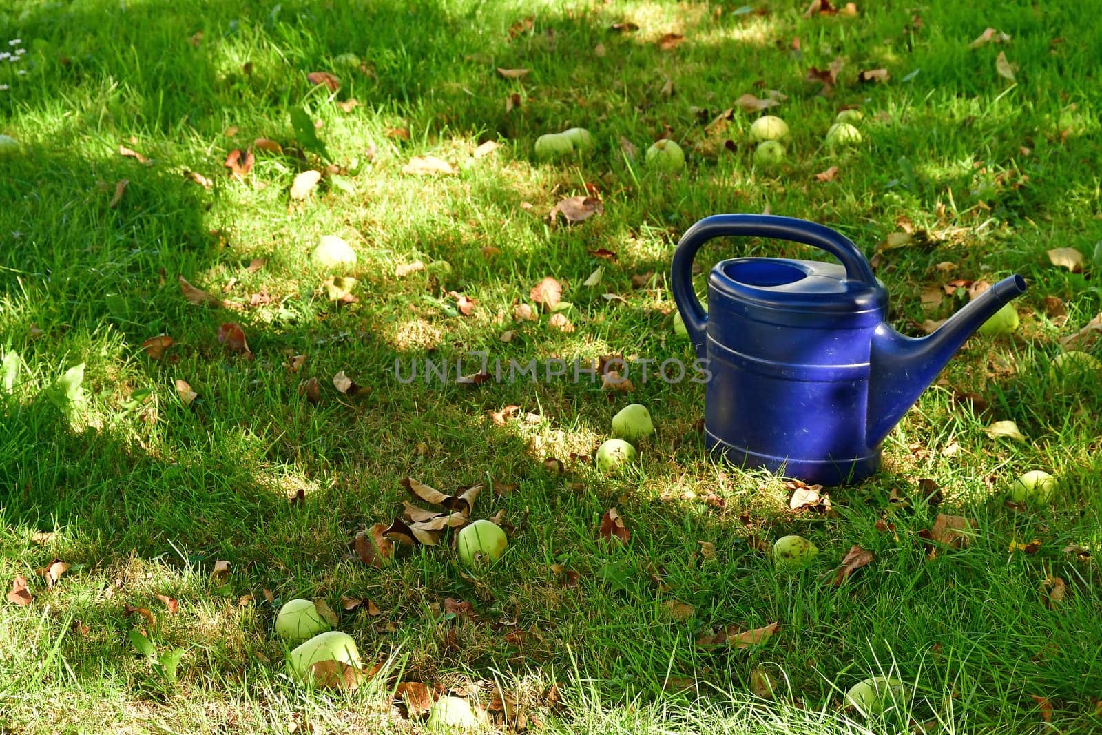 blue watering can on a green meadow with fallen apples in autumn