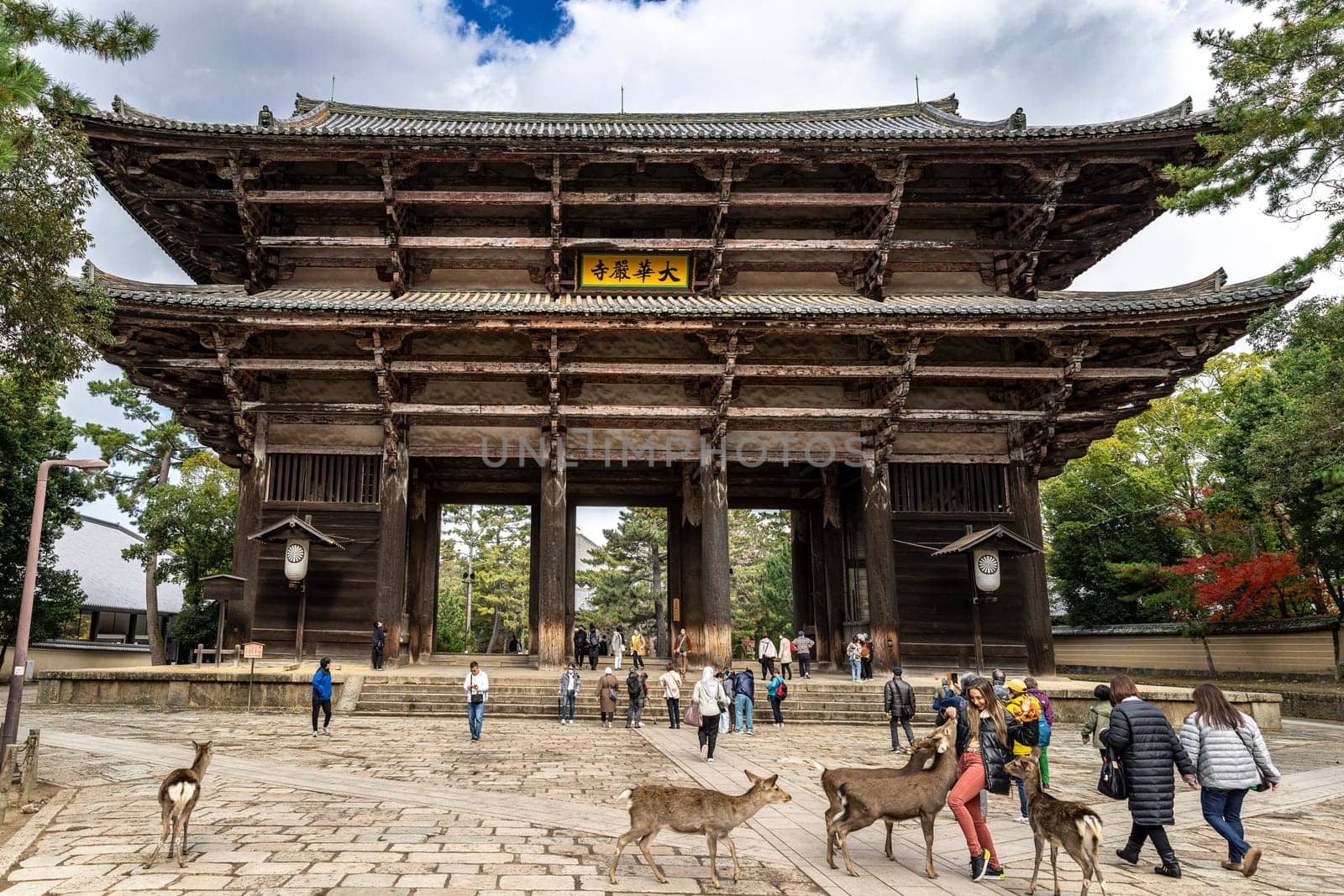 Tourists walking with wild deer at todai-ji temple in nara, japan