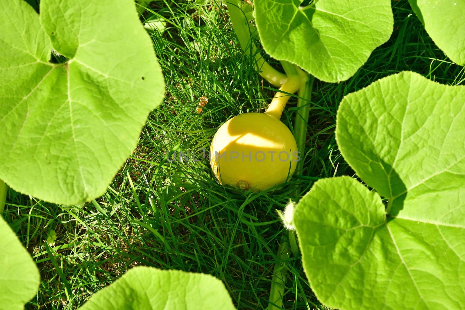 Hokkaido, plant with unripe fruit in summer