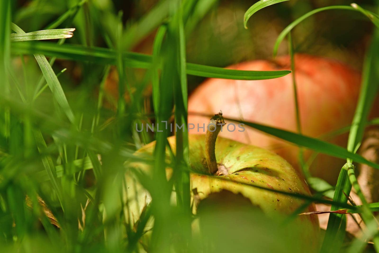 fallen ripe apple hidden in a meadow