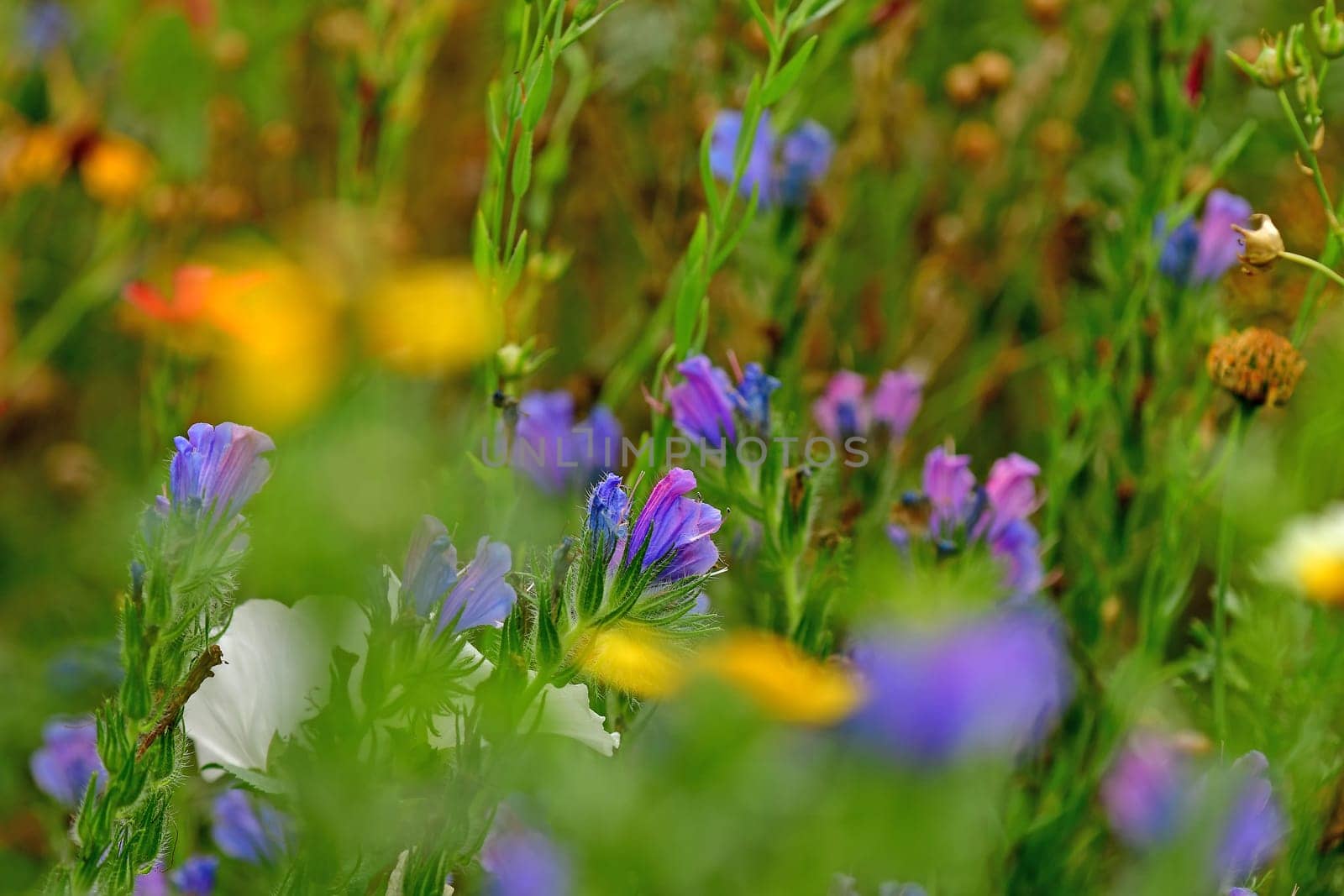 meadow with a lot of colorful flowers, cultivated for species protection and insects