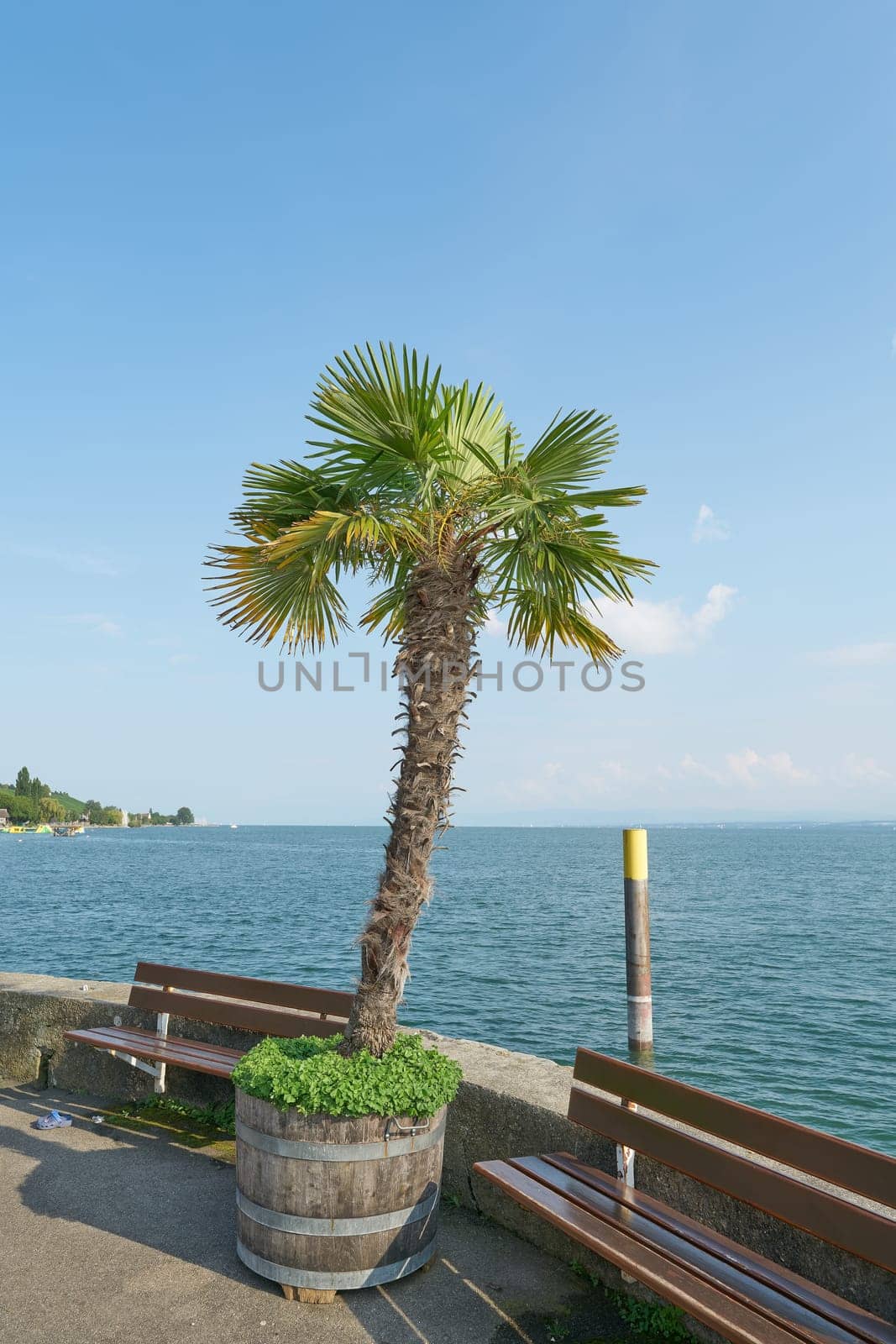 Palm tree on the sunny harbor pier in Meersburg on Lake Constance, Bodensee in Germany