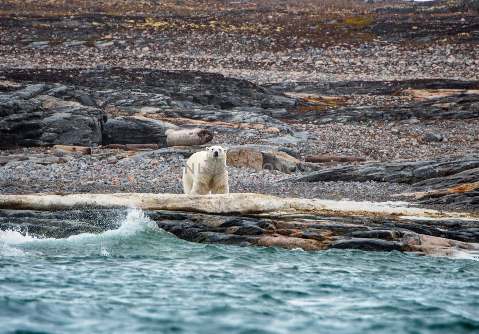 Polar Bear Looking Out From a Rocky Shore on Besselsbreen in the Svalbard Islands
