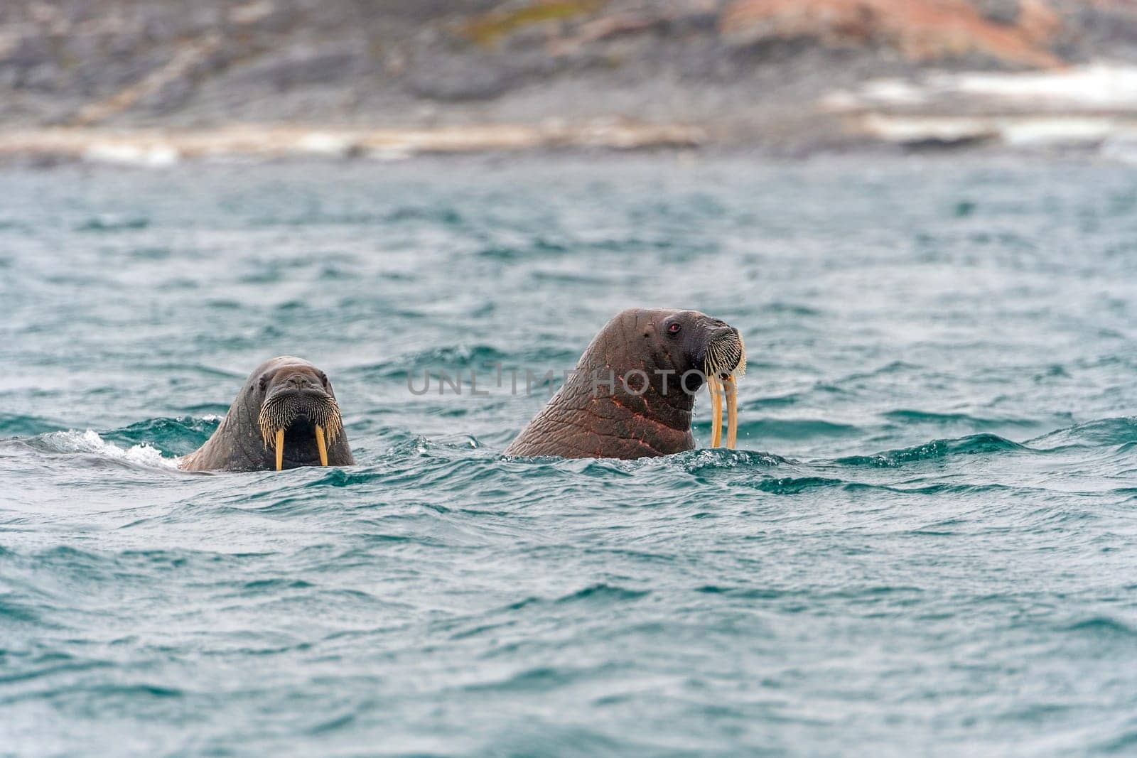 A Pair of Walrus Swimming in the Arctic Ocean near Besselsbreen in the Svalbard Ialnds