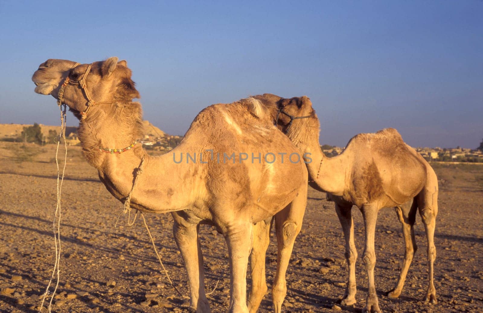 two Camel in the Town of Jaisalmer in the Province of Rajasthan in India.  India, Jaisalmer, January, 1998