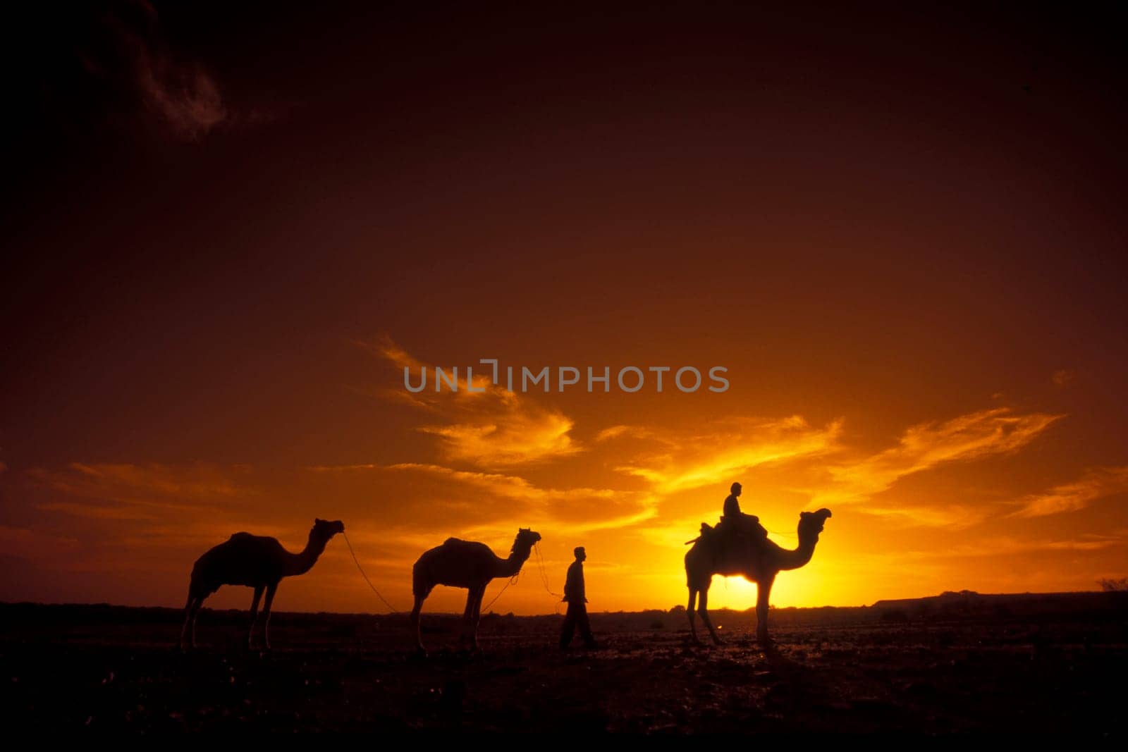 a Farmer with his Camel at a sunset in the Thar Desert near the Town of Jaisalmer in the Province of Rajasthan in India.  India, Jaisalmer, January, 1998