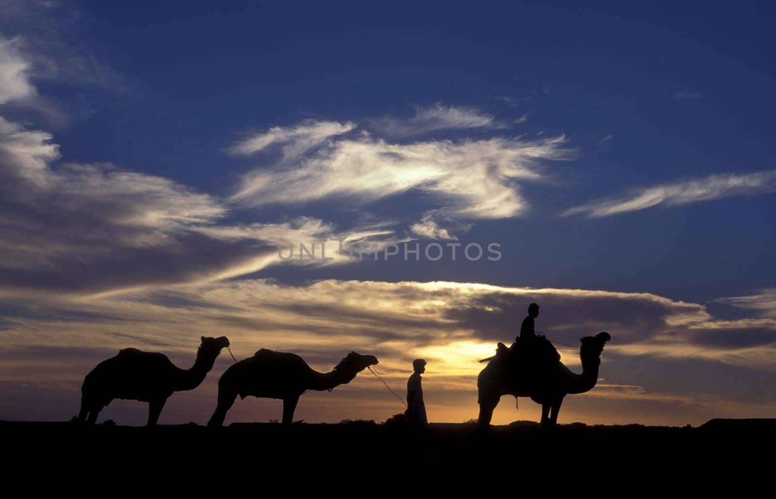 a Farmer with his Camel at a sunset in the Thar Desert near the Town of Jaisalmer in the Province of Rajasthan in India.  India, Jaisalmer, January, 1998