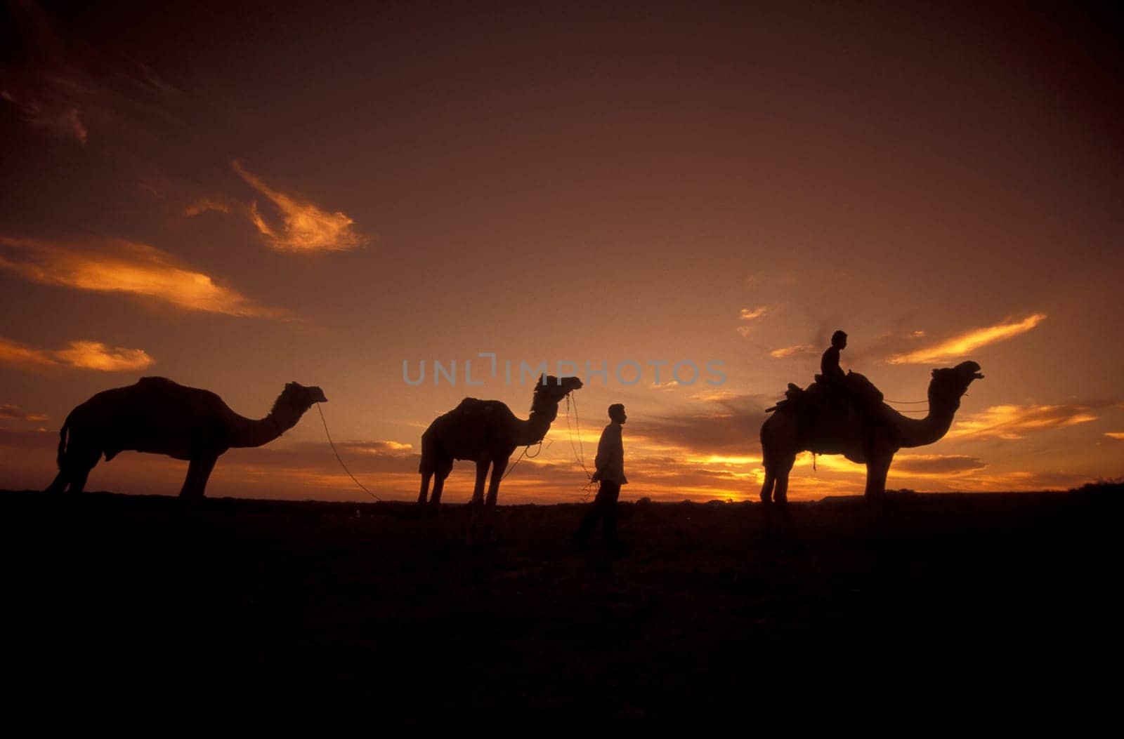 a Farmer with his Camel at a sunset in the Thar Desert near the Town of Jaisalmer in the Province of Rajasthan in India.  India, Jaisalmer, January, 1998