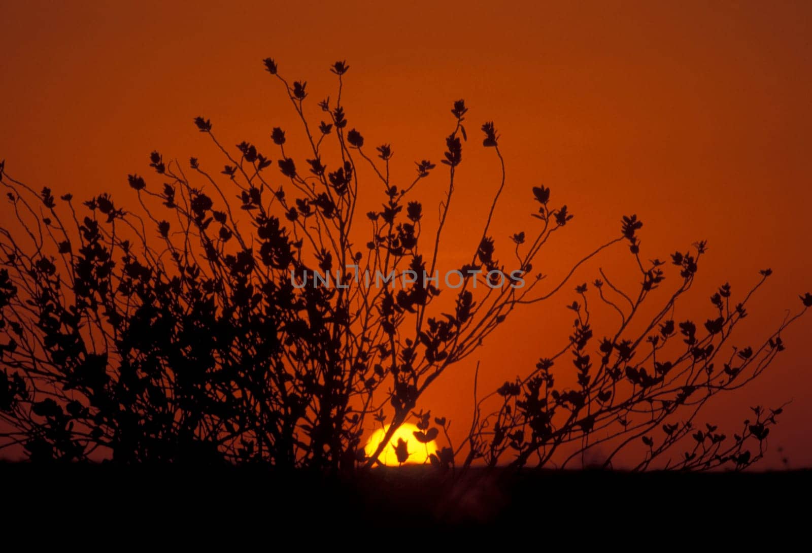 a sunset in the Thar Desert near the Town of Jaisalmer in the Province of Rajasthan in India.  India, Jaisalmer, January, 1998