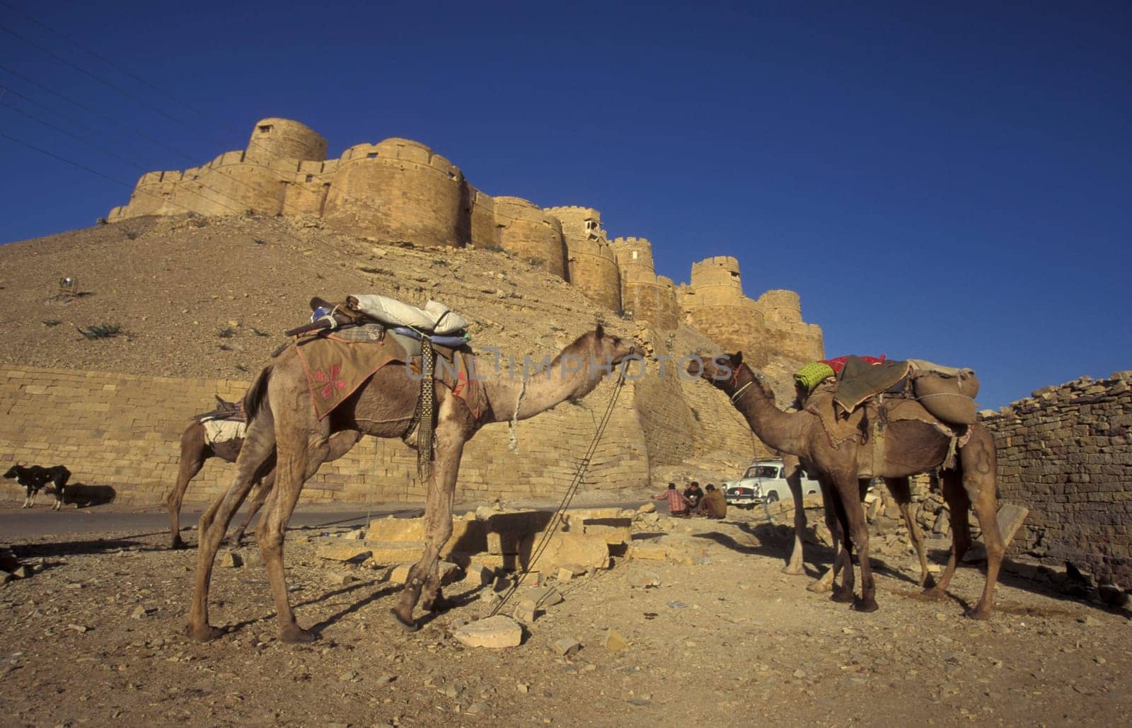 two Camel in front of the Jaisalmer Fort in the old Town of Jaisalmer in the Province of Rajasthan in India.  India, Jaisalmer, January, 1998