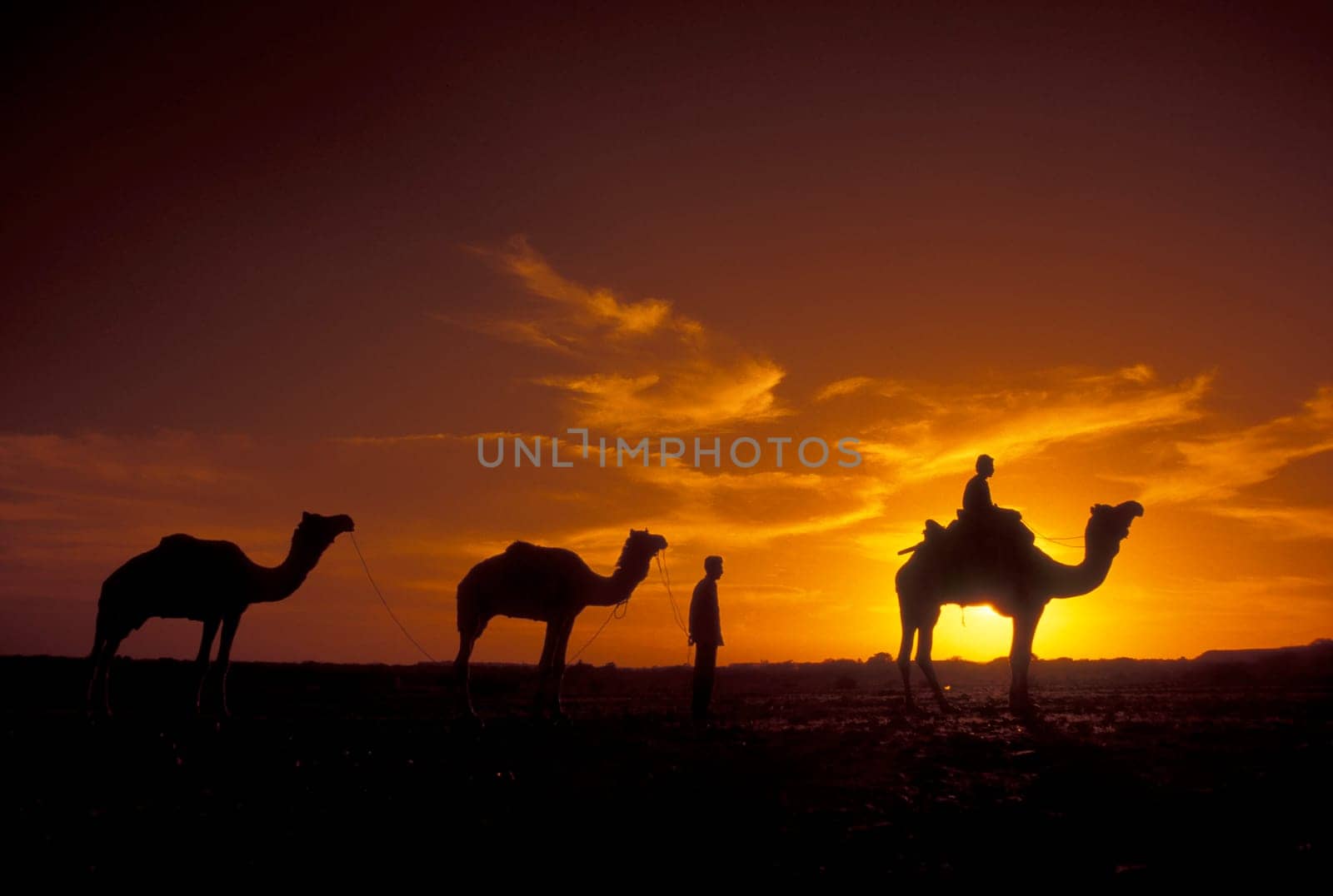 a Farmer with his Camel at a sunset in the Thar Desert near the Town of Jaisalmer in the Province of Rajasthan in India.  India, Jaisalmer, January, 1998