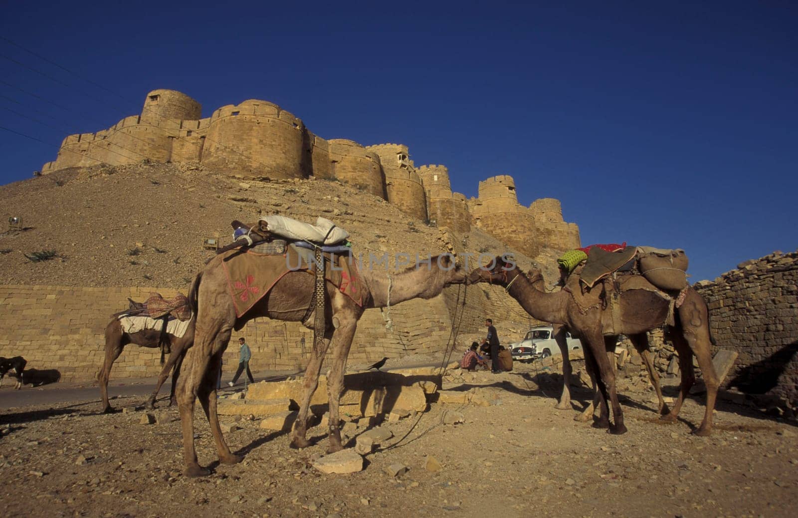 two Camel in front of the Jaisalmer Fort in the old Town of Jaisalmer in the Province of Rajasthan in India.  India, Jaisalmer, January, 1998