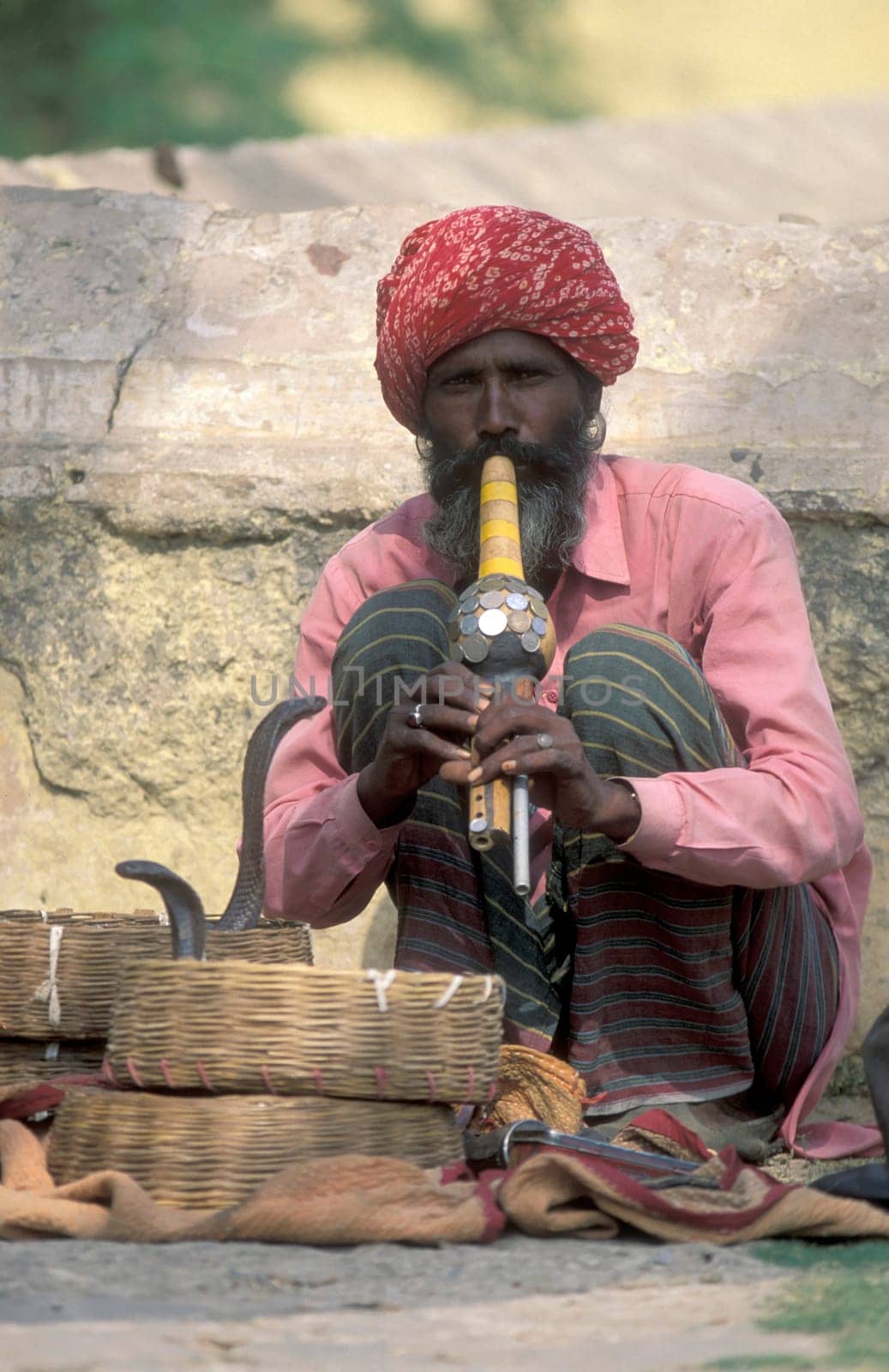 a snake charmer play music in front of cobra snake in the city of Jaisalmer in the Province of Rajasthan in India.  India, Jaisalmer, January, 1998
