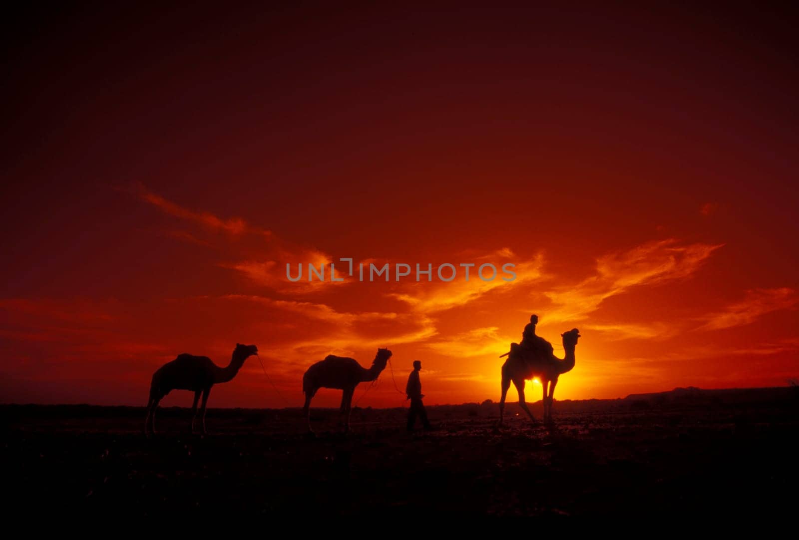 a Farmer with his Camel at a sunset in the Thar Desert near the Town of Jaisalmer in the Province of Rajasthan in India.  India, Jaisalmer, January, 1998