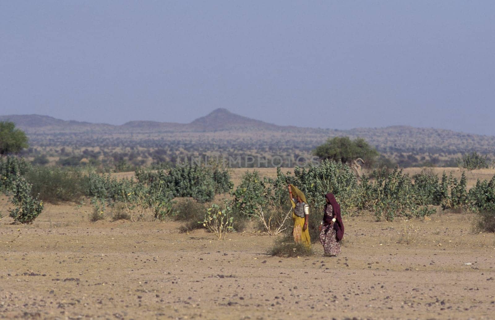 two Rajasthani women walking in the Desert Thar near the Town of Jaisalmer in the Province of Rajasthan in India.  India, Jaisalmer, January, 1998