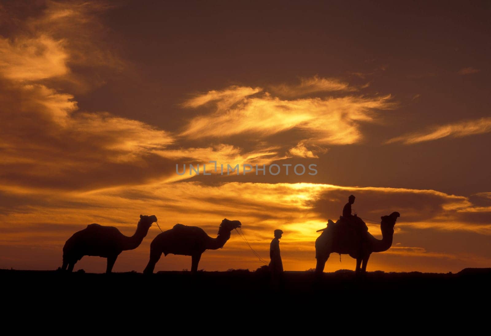 a Farmer with his Camel at a sunset in the Thar Desert near the Town of Jaisalmer in the Province of Rajasthan in India.  India, Jaisalmer, January, 1998