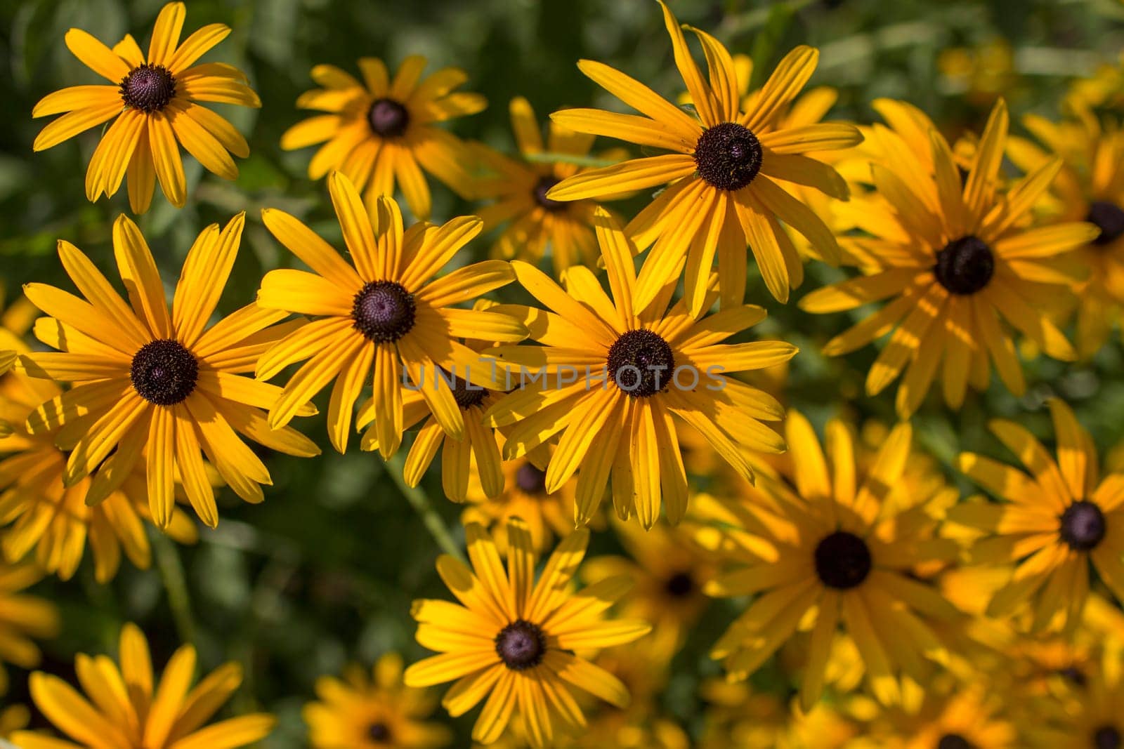 Flowers - Rudbeckia fulgida or Goldsturm in full bloom in the garden.