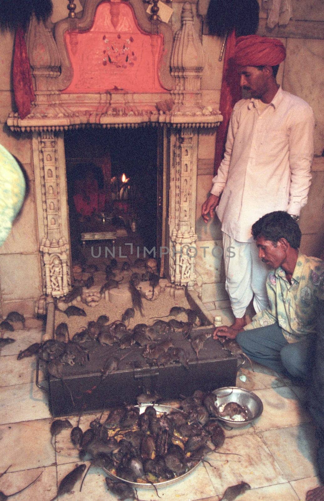 Inside of the Karni Mata Rat Temple in the Town of Deshnoke in the Province of Rajasthan in India.  India, Bikaner, January, 1998