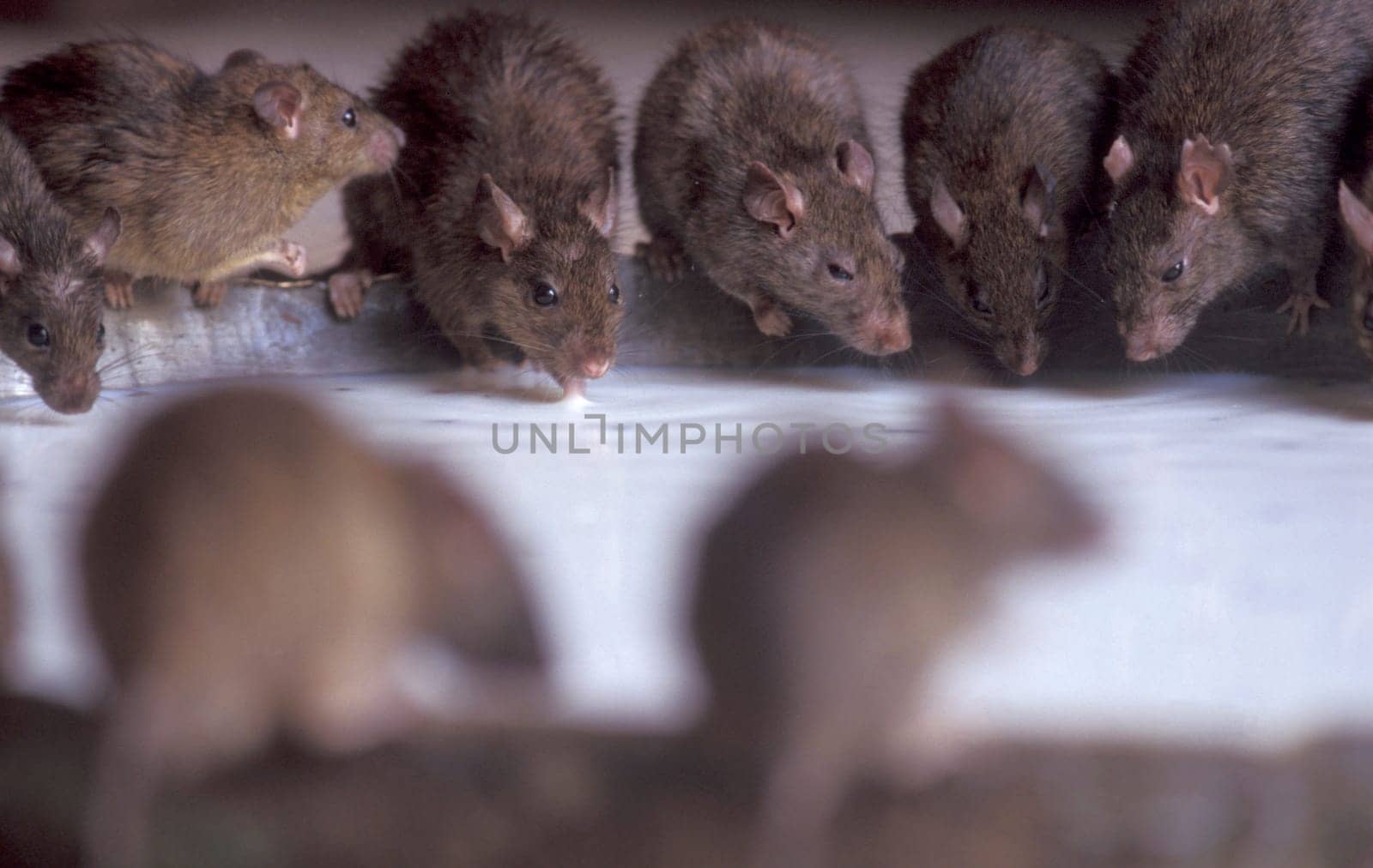 a Rat inside of the Karni Mata Rat Temple in the Town of Deshnoke in the Province of Rajasthan in India.  India, Bikaner, January, 1998