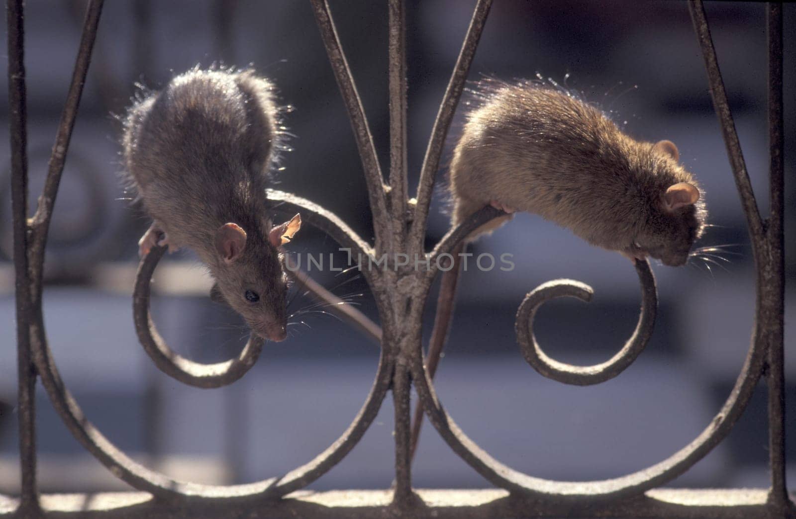 a Rat inside of the Karni Mata Rat Temple in the Town of Deshnoke in the Province of Rajasthan in India.  India, Bikaner, January, 1998
