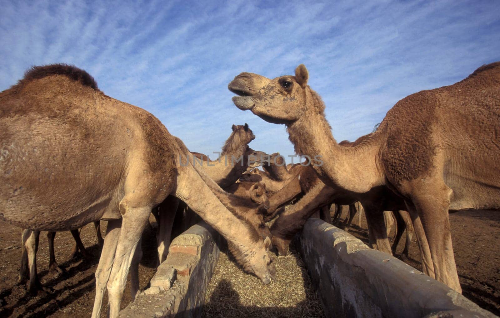 Camels at the Bikaner Camel Festival in the Town of Bikaner in the Province of Rajasthan in India.  India, Bikaner, January, 1998