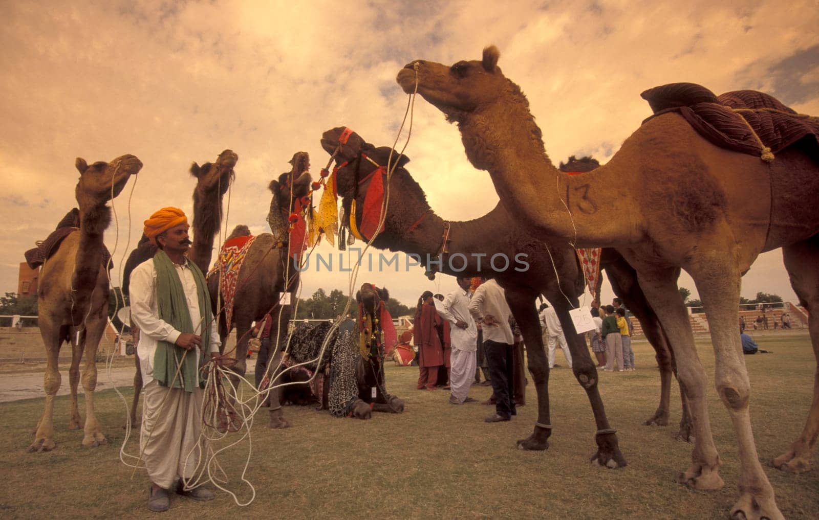 a camel herder at the Bikaner Camel Festival in the Town of Bikaner in the Province of Rajasthan in India.  India, Bikaner, January, 1998