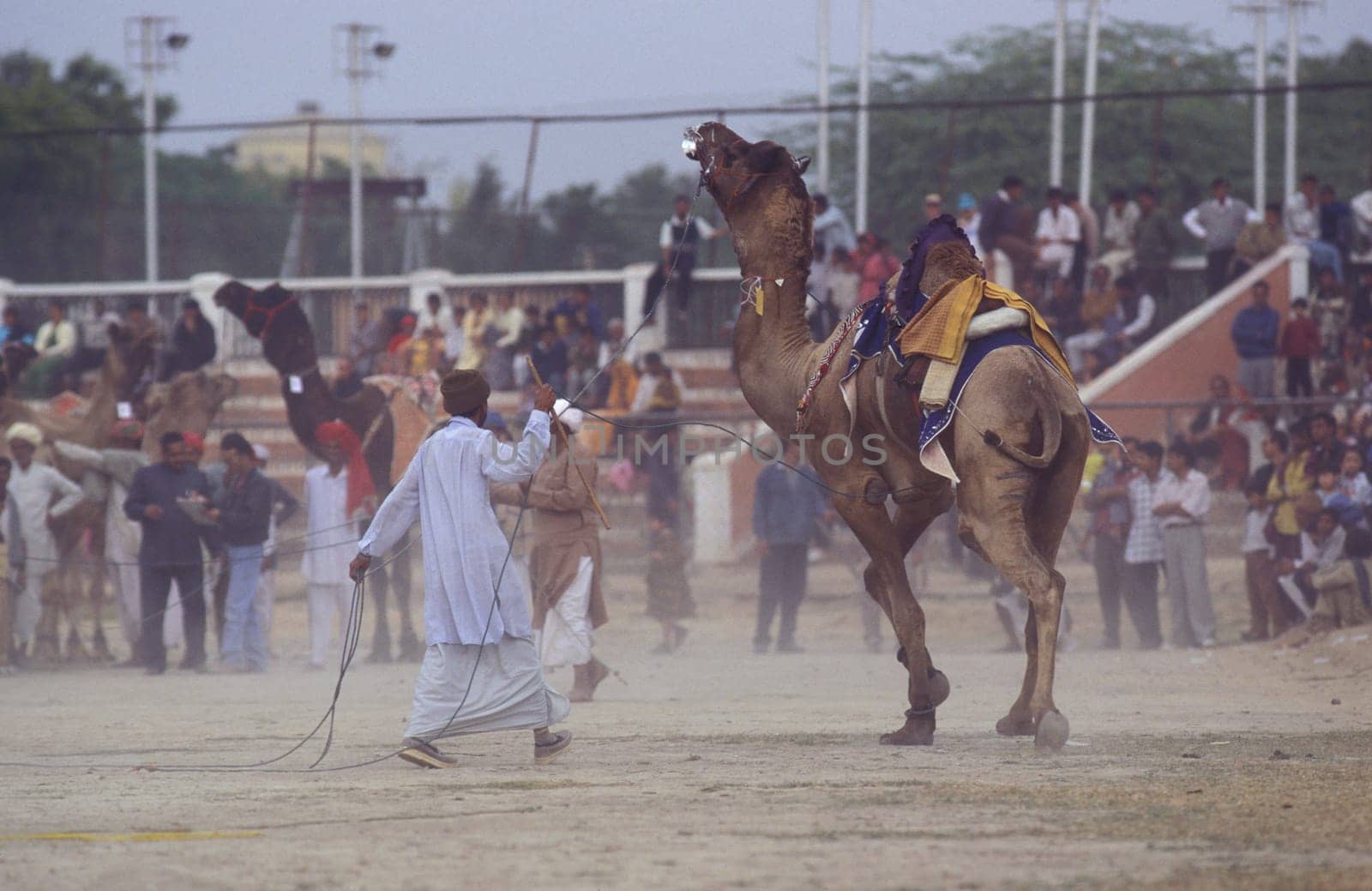 a camel herder at the Bikaner Camel Festival and Race in the Town of Bikaner in the Province of Rajasthan in India.  India, Bikaner, January, 1998