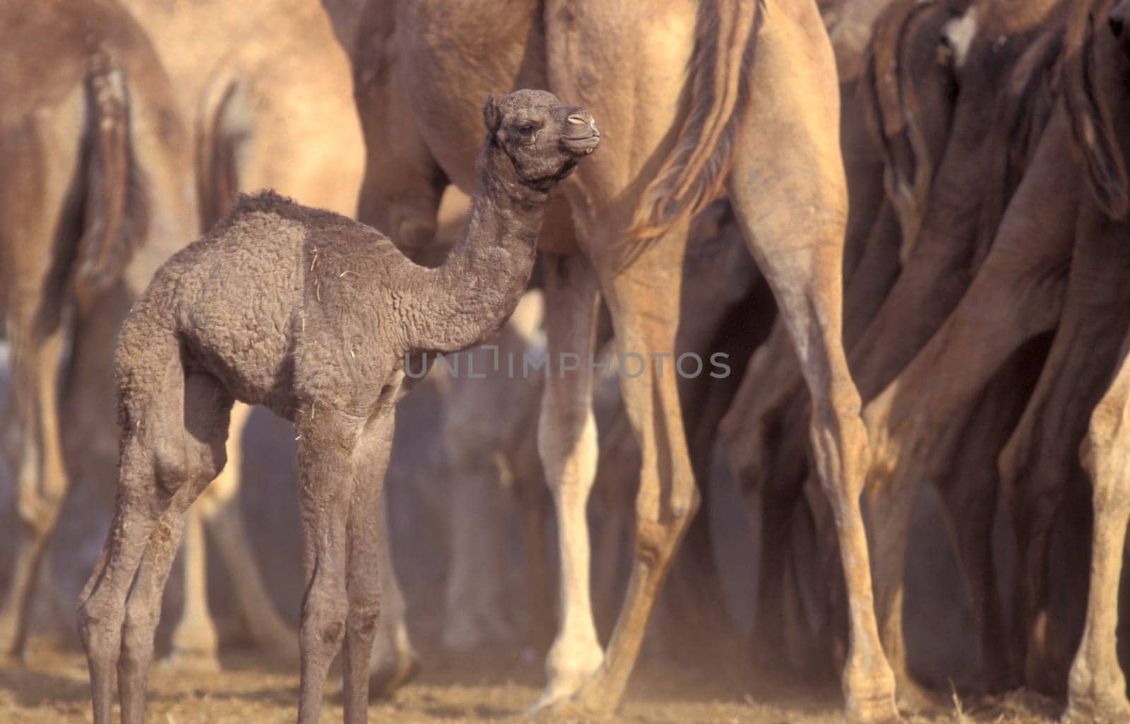 Camels at the Bikaner Camel Festival in the Town of Bikaner in the Province of Rajasthan in India.  India, Bikaner, January, 1998