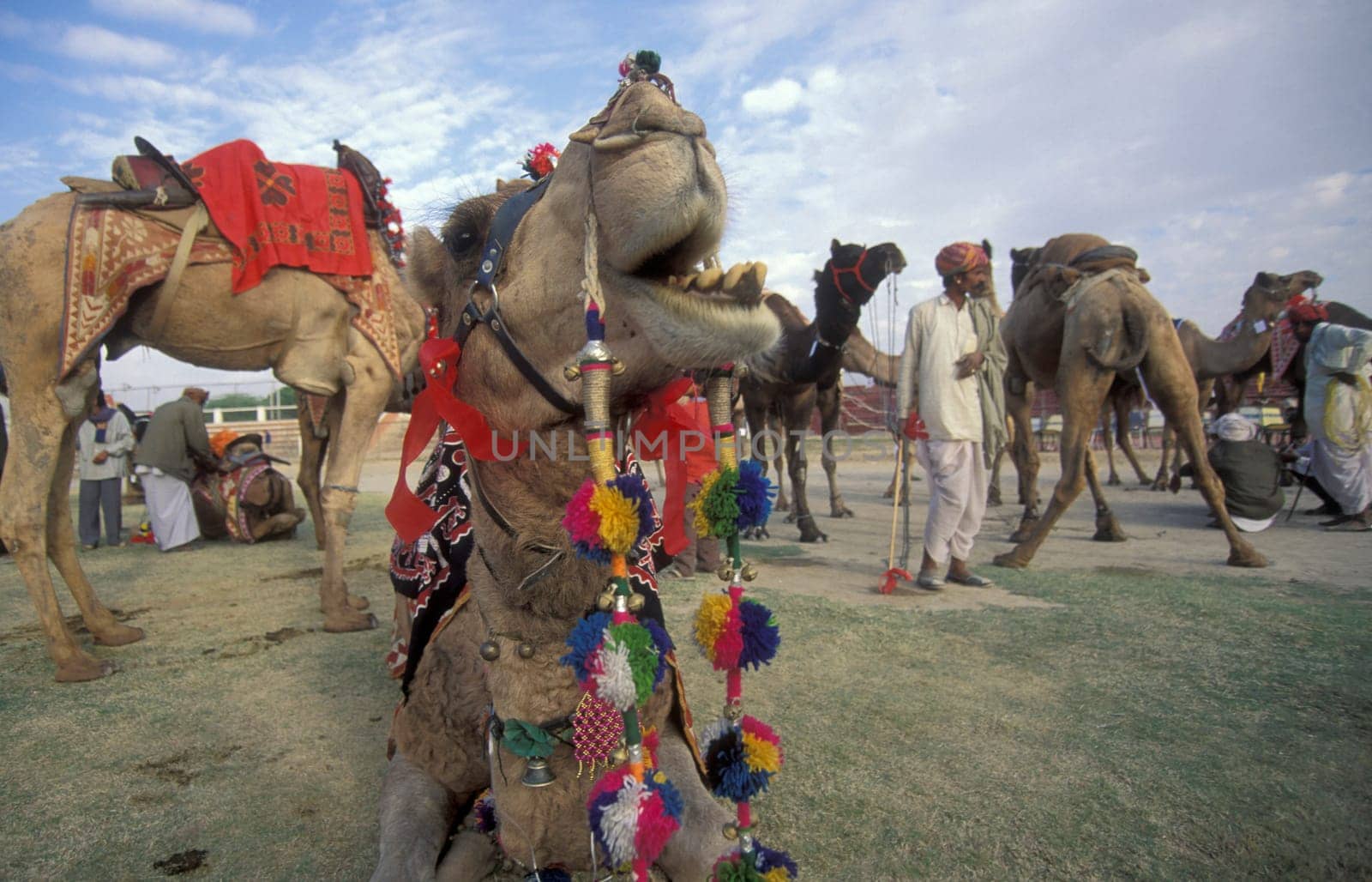 a camel herder at the Bikaner Camel Festival in the Town of Bikaner in the Province of Rajasthan in India.  India, Bikaner, January, 1998