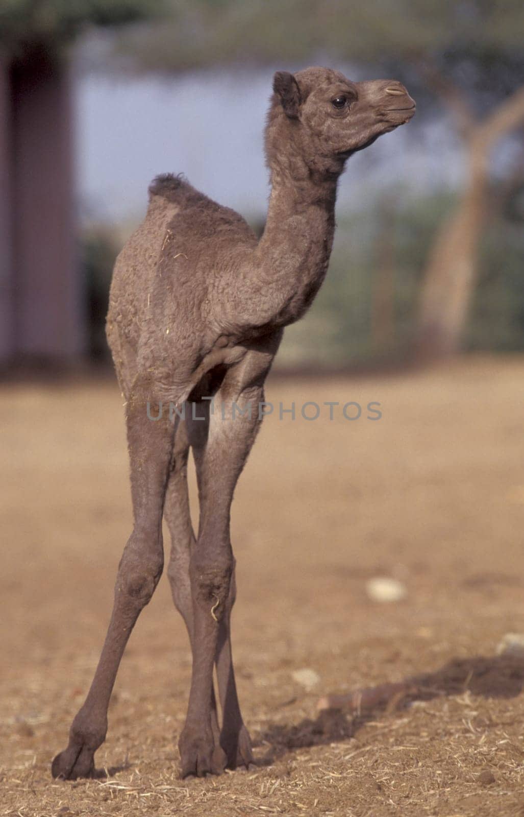 Camels at the Bikaner Camel Festival in the Town of Bikaner in the Province of Rajasthan in India.  India, Bikaner, January, 1998
