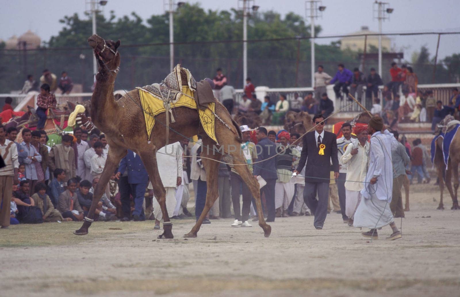 a camel herder at the Bikaner Camel Festival and Race in the Town of Bikaner in the Province of Rajasthan in India.  India, Bikaner, January, 1998