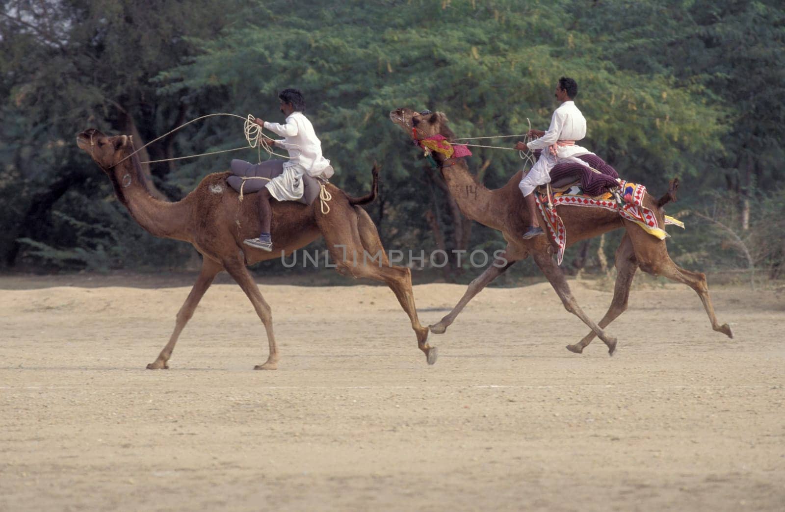 a camel herder at the Bikaner Camel Festival and Race in the Town of Bikaner in the Province of Rajasthan in India.  India, Bikaner, January, 1998