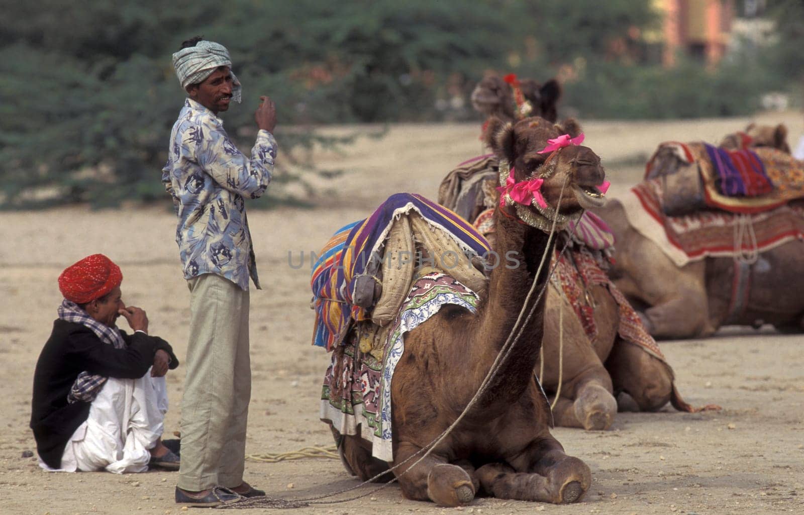 a camel herder at the Bikaner Camel Festival in the Town of Bikaner in the Province of Rajasthan in India.  India, Bikaner, January, 1998