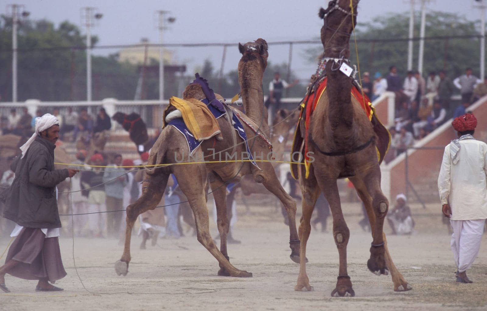 a camel herder at the Bikaner Camel Festival and Race in the Town of Bikaner in the Province of Rajasthan in India.  India, Bikaner, January, 1998