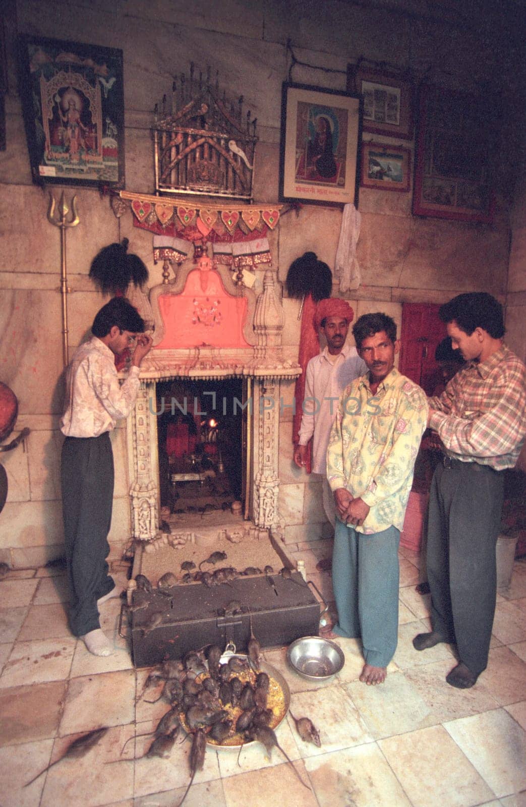 Inside of the Karni Mata Rat Temple in the Town of Deshnoke in the Province of Rajasthan in India.  India, Bikaner, January, 1998