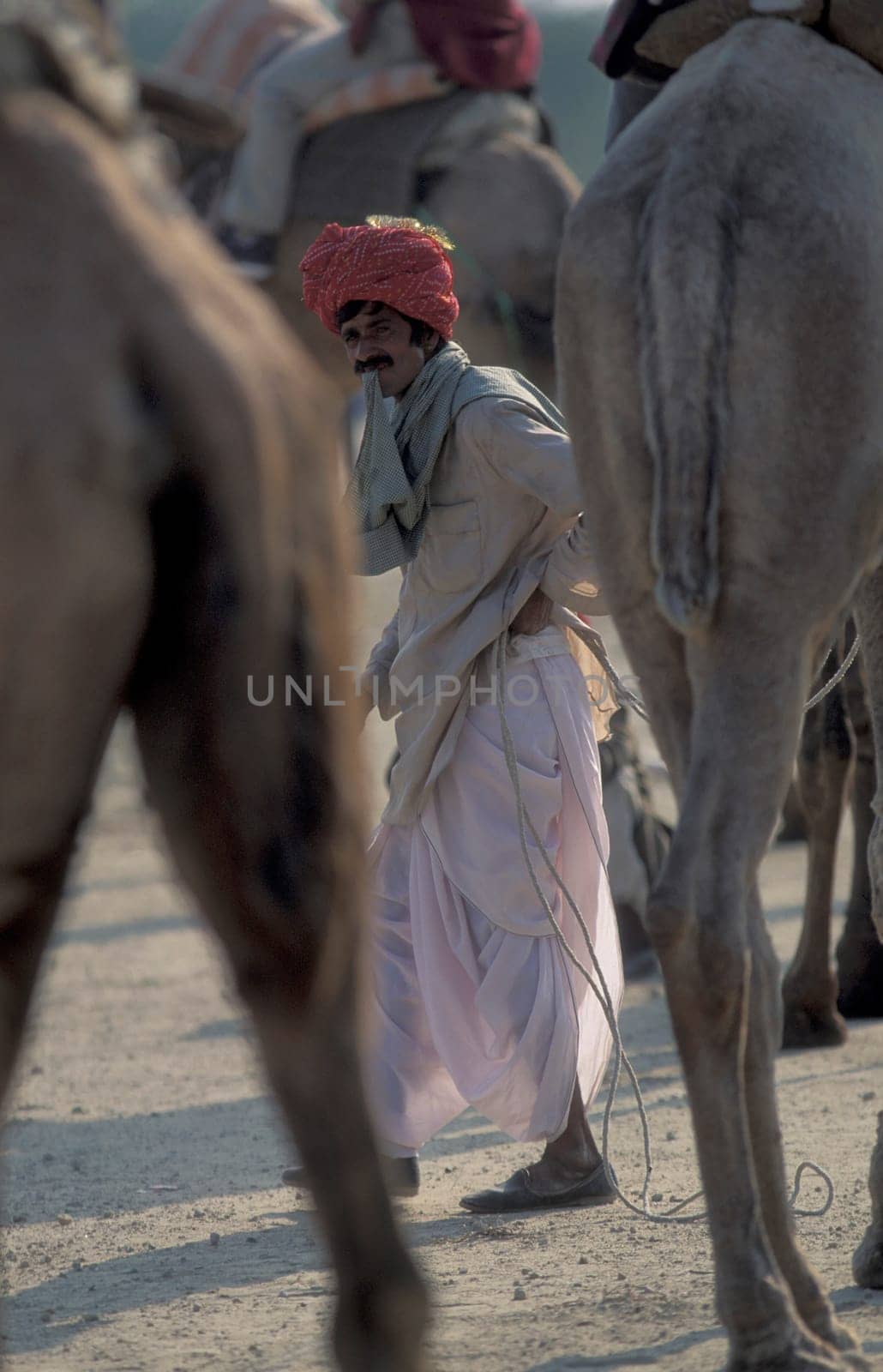 a camel herder at the Bikaner Camel Festival in the Town of Bikaner in the Province of Rajasthan in India.  India, Bikaner, January, 1998